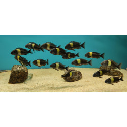 TROPHEUS DUBOİSİ MASVA YAVRULARI 2 - 3 CM