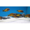 TROPHEUS F0 İLANGİ YELLOW YAVRULARI 2 - 3 CM