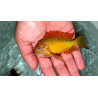 TROPHEUS F0 İLANGİ YELLOW YAVRULARI 2 - 3 CM