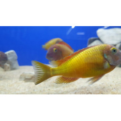 TROPHEUS F0 İLANGİ YELLOW YAVRULARI 2 - 3 CM