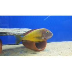 TROPHEUS F0 İLANGİ YELLOW YAVRULARI 2 - 3 CM