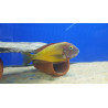 TROPHEUS F0 İLANGİ YELLOW YAVRULARI 2 - 3 CM