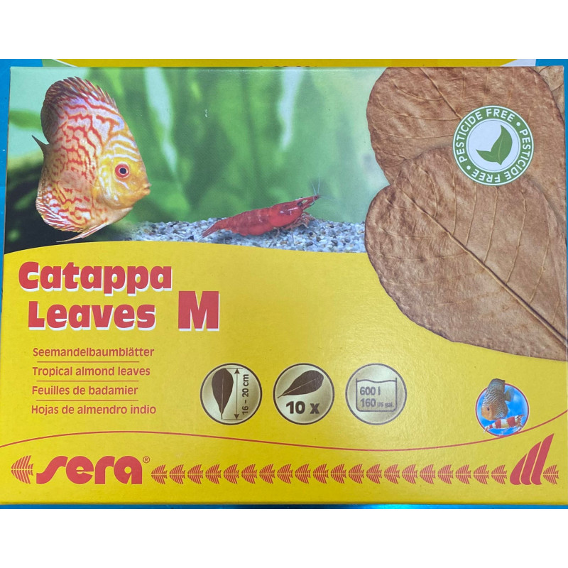 SERA CATAPPA YAPRAĞI MEDIUM  18 CM - 10 ADET