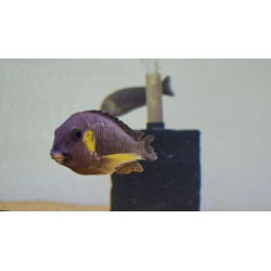 TROPHEUS CANARY CHEEK...