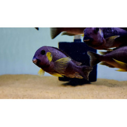 TROPHEUS CANARY CHEEK  YAVRULARI 2 - 3 CM