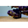 TROPHEUS CANARY CHEEK  YAVRULARI 2 - 3 CM