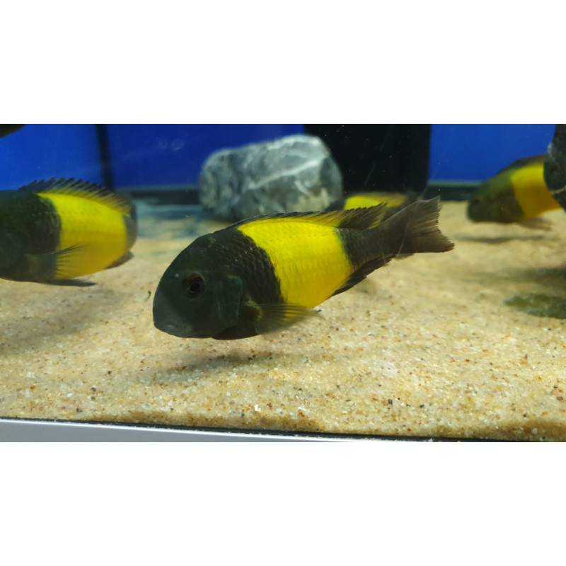 TROPHEUS İKOLA KAİSER   YAVRULARI 2 - 3 CM