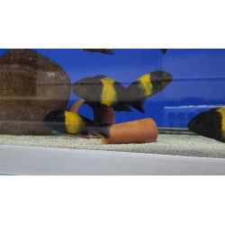 TROPHEUS BLACK KRIZA  YAVRULARI 2 - 3 CM