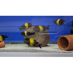 TROPHEUS BLACK KRIZA  YAVRULARI 2 - 3 CM