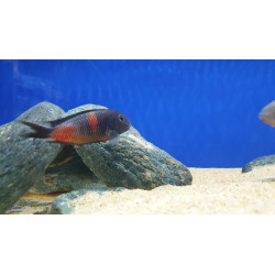 TROPHEUS BLUE POİNT  YAVRULARI 2 - 3 CM