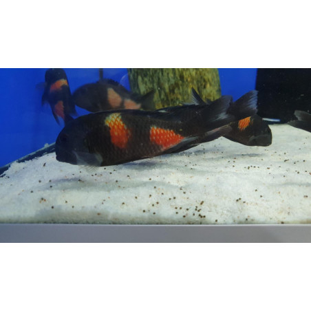 TROPHEUS BLUE POİNT  YAVRULARI 2 - 3 CM