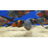 TROPHEUS BLUE POİNT  YAVRULARI 2 - 3 CM