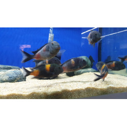 TROPHEUS BLUE POİNT  YAVRULARI 2 - 3 CM