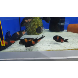 TROPHEUS BLUE POİNT  YAVRULARI 2 - 3 CM