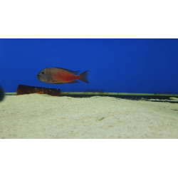 TROPHEUS RED MOLİRO  YAVRULARI 2 - 3 CM