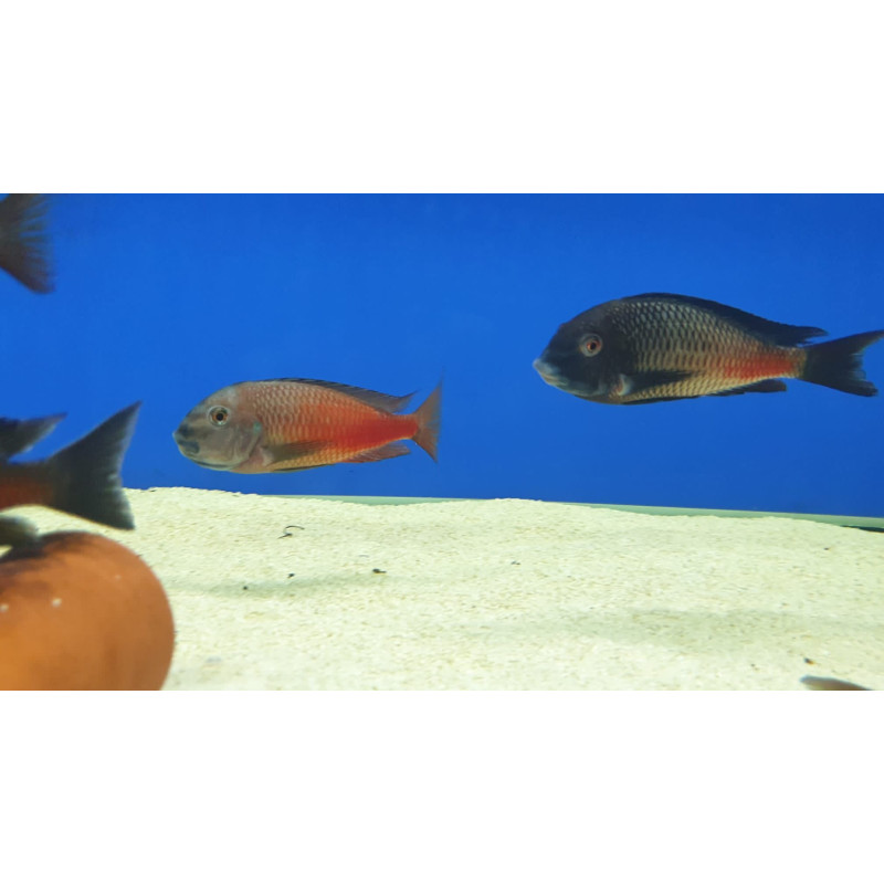 TROPHEUS RED MOLİRO  YAVRULARI 2 - 3 CM