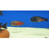 TROPHEUS RED MOLİRO  YAVRULARI 2 - 3 CM