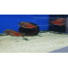 TROPHEUS RED MOLİRO  YAVRULARI 2 - 3 CM