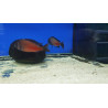 TROPHEUS RED MOLİRO  YAVRULARI 2 - 3 CM