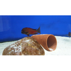 TROPHEUS RED MOLİRO  YAVRULARI 2 - 3 CM