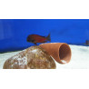 TROPHEUS RED MOLİRO  YAVRULARI 2 - 3 CM